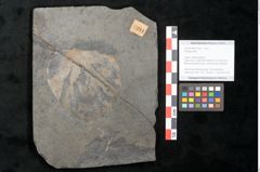 Foto (Objekt + Etikett) von Plantae indet.  (NHMW-GEO-2024-0188-11214)